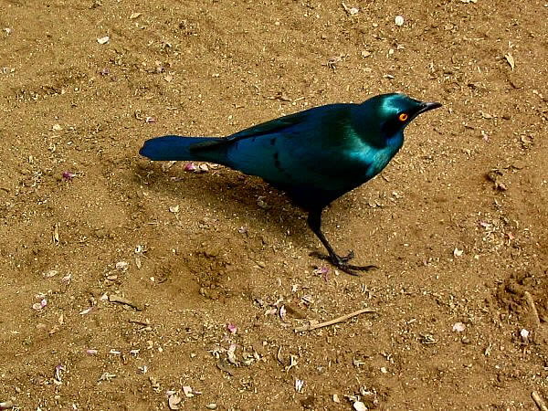 vogel